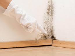 Why You Should Choose Our Mold Remediation Services in Bloomington, TX